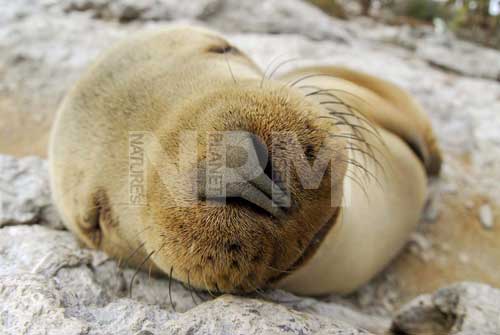 �����́E�E�E�K���p�S�X�A�V�J�I�I