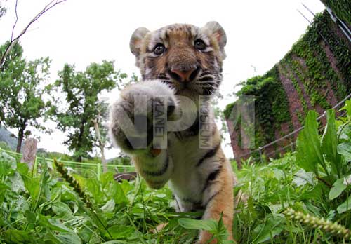 �����́E�E�E�g���̂��ǂ��I�I