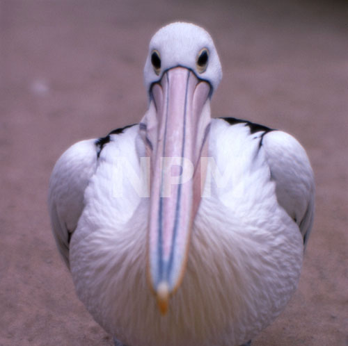 �����́E�E�E�y���J���I�I