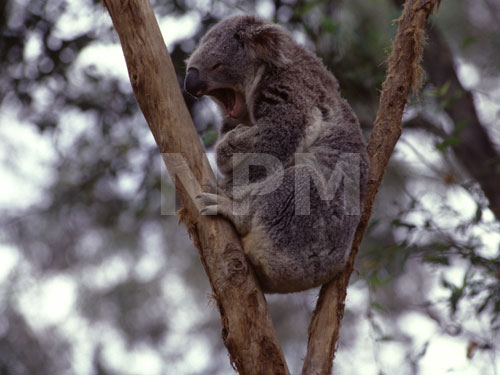 �����́E�E�E�R�A���I�I