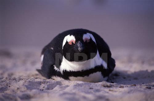 �����́E�E�E�y���M���I�I