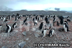 永久凍土の上にあるペンギンコロニー