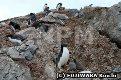崖下に落ちた2羽のヒナを救出にきた親鳥