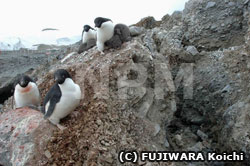 凍土が崩落し、傾いた巣で子育てをするアデリーペンギン