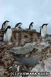 凍土が崩れ、がけ下に転落して死んだヒナ