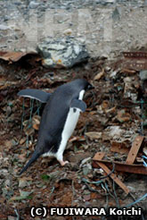 ゴミの上を歩くアデリーペンギン