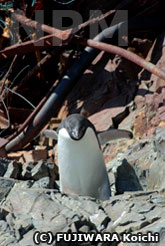 ゴミの上にいるアデリーペンギン