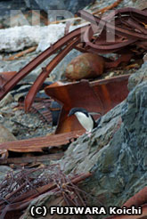 ゴミの山を下りるアデリーペンギン