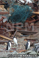 ゴミの山にいるペンギン