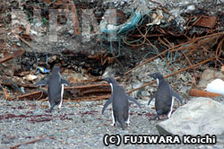 ゴミの山に向かうアデリーペンギン