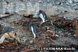 ゴミの上を歩くアデリーペンギン