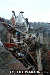 ゴミの山を下りるアデリーペンギン