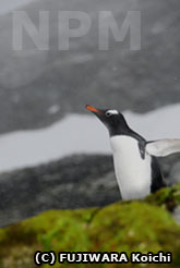 コケの上にいるペンギン
