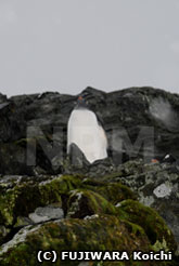 コケの上にいるペンギン