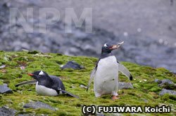 コケの上にいるペンギン