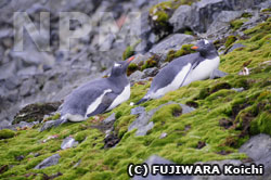 コケの上にいるペンギン