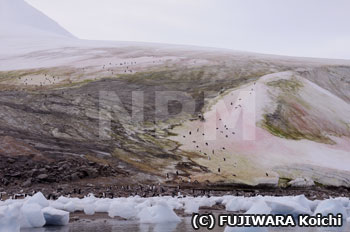 スノーアルジー大発生