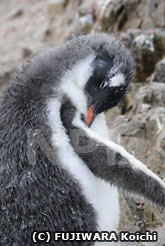 雨でずぶ濡れになったジェンツーペンギン