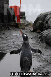 雨でずぶ濡れになったジェンツーペンギン