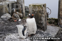 雨でずぶ濡れになったジェンツーペンギン