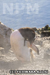 湯気の中にいるジェンツーペンギン