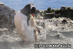 湯気の中にいるジェンツーペンギン