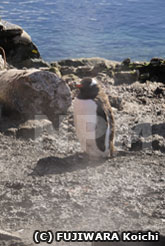 湯気の中にいるジェンツーペンギン
