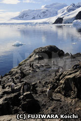 湯気の中にいるジェンツーペンギン