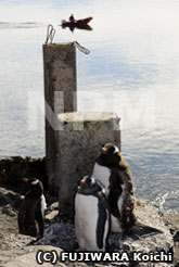 日陰にいるジェンツーペンギン