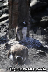 湯気の中にいるジェンツーペンギン