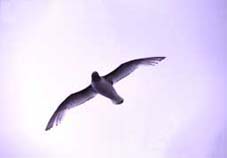 鳥類／ミズナギドリ目