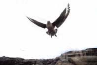 鳥類／チドリ目