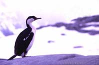 鳥類／ペリカン目