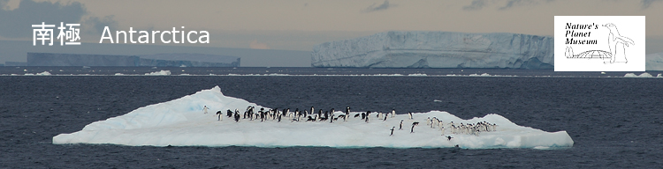 南極専用ページへ