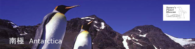 【キングペンギン】 南極／Antarctica