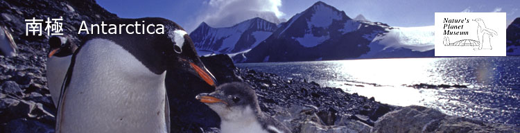 【流氷の上でくつろぐアデリーペンギン】 南極／Antarctica