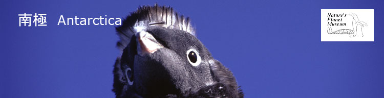 【アデリーペンギン】 南極／Antarctica