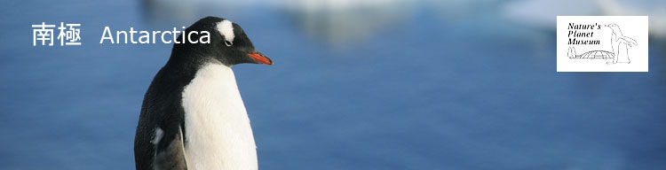 【ジェンツーペンギン】 南極／Antarctica