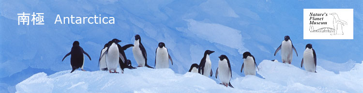 【アデリーペンギン】 南極／Antarctica