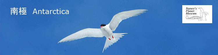 【キョクアジサシ】 南極／Antarctica
