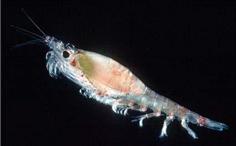 ナンキョクオキアミ