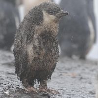 雨の中、泥まみれになり震えるヒゲペンギンのヒナ＝バリエンストス島で加藤学撮影／(C) 読売新聞