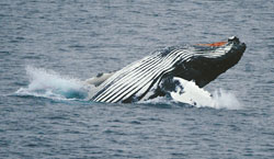 オキアミを食べるため海面に現れたザトウクジラ（6日、ルメール海峡で）＝加藤学撮影／(C) 読売新聞