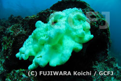 サンゴの白化現象