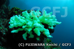サンゴの白化現象