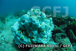 サンゴの白化現象