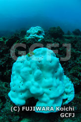 サンゴの白化現象