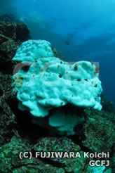 サンゴの白化現象