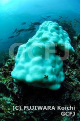 サンゴの白化現象