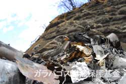 ゴミの上にたたずむガラパゴスフィンチ